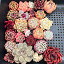 25 Piece Echeveria Assortment 1”-3” Succulent Plant Cuttings (Set L)