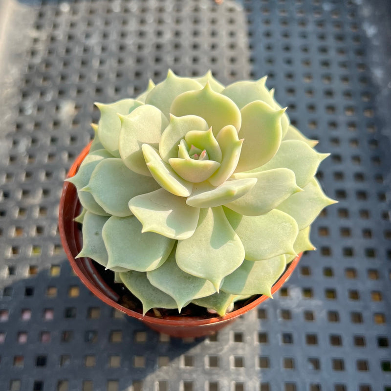 echeveria lola succulent Echeveria ‘Lola’ 2” Succulent Plant