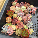 30 Piece Echeveria Assortment 1”-3” Succulent Plant Cuttings (Set Q)
