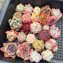 25 Piece Echeveria Assortment 1”-3” Succulent Plant Cuttings (Set J)