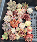 25 Piece Echeveria Assortment 1”-3” Succulent Plant Cuttings (Set N)
