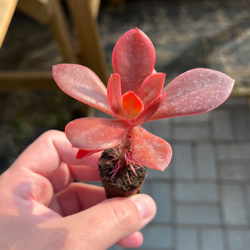 succulent plug plants Echeveria 'Primadonna' Non-Variegated 1”-2" *Rooted Plug* Succulent Pl – True Succulents Plant Co