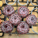 6 Piece Set Echeveria ‘Dark Opal’ 3” Succulent Plant Cuttings