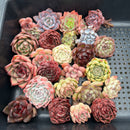 Echeveria Assortment 1”-3” Set of 25 Succulent Plant Cuttings (Set 101)