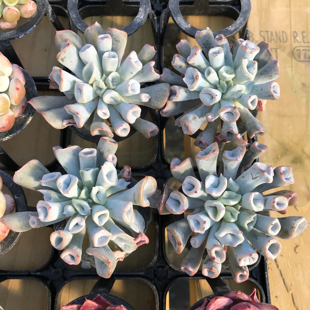 Echeveria 'Pig Nose' 2