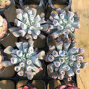 Echeveria 'Pig Nose' 2"-3" *Wholesale Set of 4* Succulent Plants
