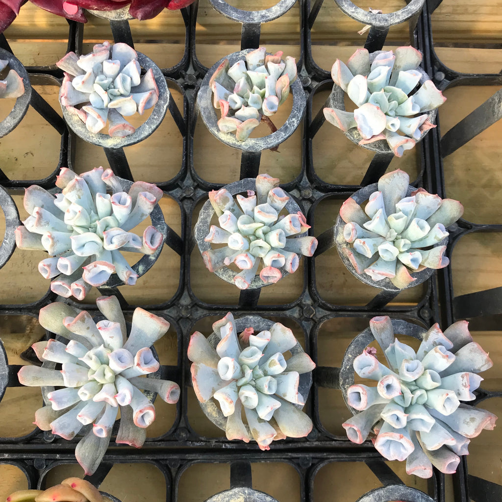 Echeveria 'Pig Nose' 1
