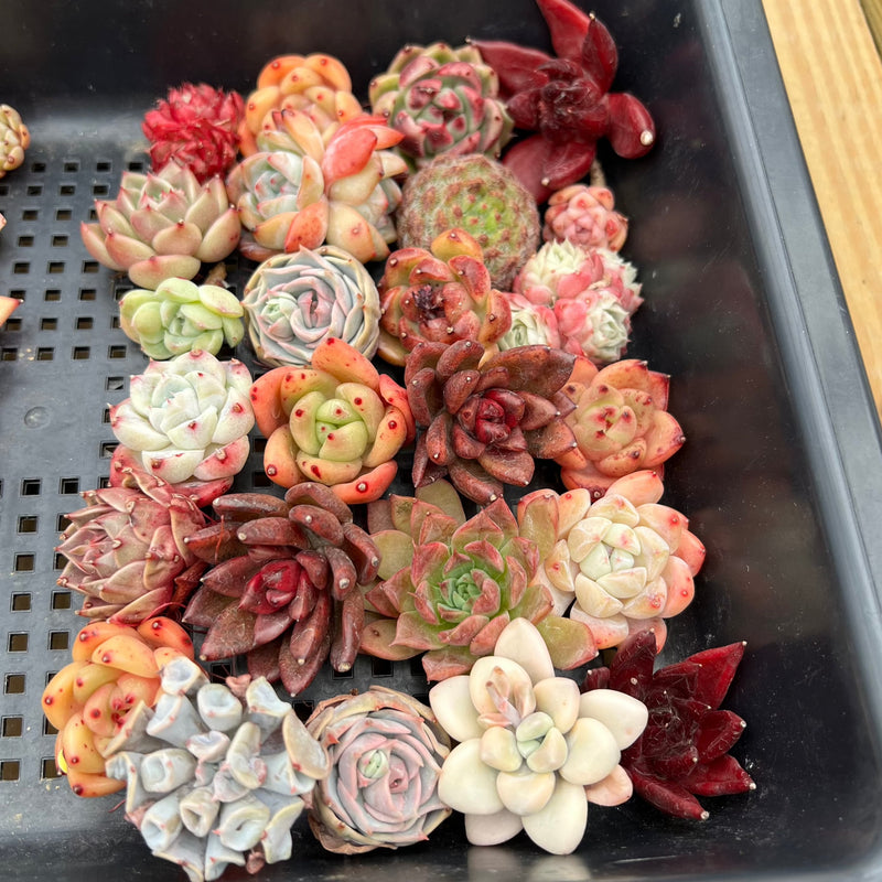 25 Piece Echeveria Assortment 1”-3” Succulent Plant Cuttings (Set K) b –  True Succulents Plant Co