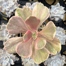 Echeveria 'Silk Road' Variegated 3"-4" Succulent Plant