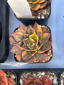 Echeveria ‘Black Prince’ Variegated 2" Succulent Plant
