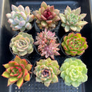 Set of Nine Echeveria sp. 2”-3” Succulent Plants (Set 1)