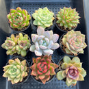 Set of Nine Echeveria sp. 2”-3” Succulent Plants (Set 2)