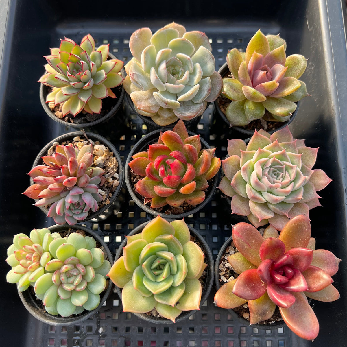 Set of Nine Echeveria sp. 2”-3” Succulent Plants (Set 3)