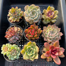 Set of Nine Echeveria sp. 2”-3” Succulent Plants (Set 3)