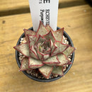 Echeveria 'Purposorum' 2" Succulent Plant