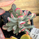 Cotyledon 'Orbiculata' Variegated 3" Succulent Plant