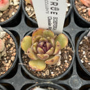 Echeveria 'Chocolate Mousse' 2" Succulent Plant