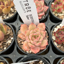 Echeveria 'Esther' 2" Succulent Plant