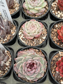 Echeveria 'Red Velvet' 2" Succulent Plant