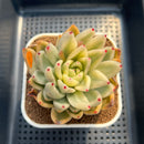 Echeveria Agavoides 'Agnes' Variegated 2"-3" Succulent Plant Cutting