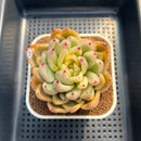 Echeveria Agavoides 'Agnes' Variegated 2"-3" Succulent Plant Cutting