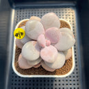 Graptopetalum 'Pink One' 2"-3" Succulent Plant