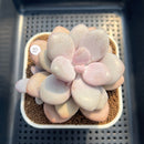 Graptopetalum 'Pink One' 2"-3" Succulent Plant