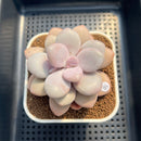 Graptopetalum 'Pink One' 2"-3" Succulent Plant