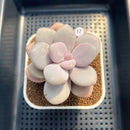 Graptopetalum 'Pink One' 2"-3" Succulent Plant