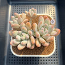 Pachyphytum 'Frevel' 3" Succulent Plant Cutting