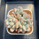 Pachyphytum 'Frevel' 3" Succulent Plant Cutting