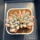 Pachyphytum 'Frevel' 3" Succulent Plant Cutting