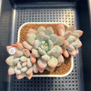 Pachyphytum 'Frevel' 3" Succulent Plant Cutting