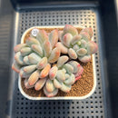 Pachyphytum 'Frevel' 3" Succulent Plant Cutting