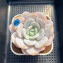 Echeveria Laui 3" Succulent Plant Cutting