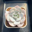 Echeveria Laui 3" Succulent Plant Cutting