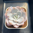 Echeveria Laui 3" Succulent Plant Cutting