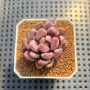 Pachyveria 'Pointy Pink' 2"-3" Succulent Plant Cutting