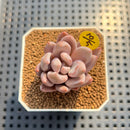 Pachyveria 'Pointy Pink' 2"-3" Succulent Plant Cutting