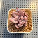Pachyveria 'Pointy Pink' 2"-3" Succulent Plant Cutting