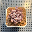 Pachyveria 'Pointy Pink' 2"-3" Succulent Plant Cutting
