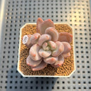 Pachyveria 'Pointy Pink' 2"-3" Succulent Plant Cutting