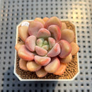 Graptoveria 'Avant-garde' 2" Succulent Plant Cutting