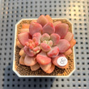 Graptoveria 'Avant-garde' 2" Succulent Plant Cutting