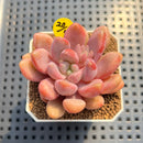 Graptoveria 'Avant-garde' 2" Succulent Plant Cutting