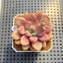 Graptoveria 'Avant-garde' 2" Succulent Plant Cutting