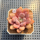 Graptoveria 'Avant-garde' 2" Succulent Plant Cutting