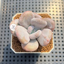 Pachyveria 'Botox Beauty' Mutated/Variegated 2" Succulent Plant Cutting