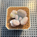 Pachyveria 'Botox Beauty' Mutated/Variegated 2" Succulent Plant Cutting
