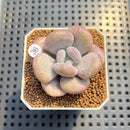 Pachyveria 'Botox Beauty' Mutated/Variegated 2" Succulent Plant Cutting